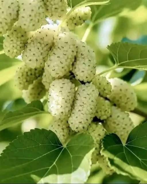 Descoperirea unui fruct necunoscut poate fi o aventură fascinantă, plină de arome și gusturi inedite. Totuși, curiozitatea trebuie să fie însoțită de prudență, deoarece nu toate fructele sunt sigure pentru consum. Informațiile despre fructele exotice pot fi incomplete sau chiar eronate, iar consumul acestora fără o identificare corectă poate prezenta riscuri pentru sănătate. În acest articol, vom explora riscurile asociate cu fructele necunoscute și pașii necesari pentru a face alegeri informate.