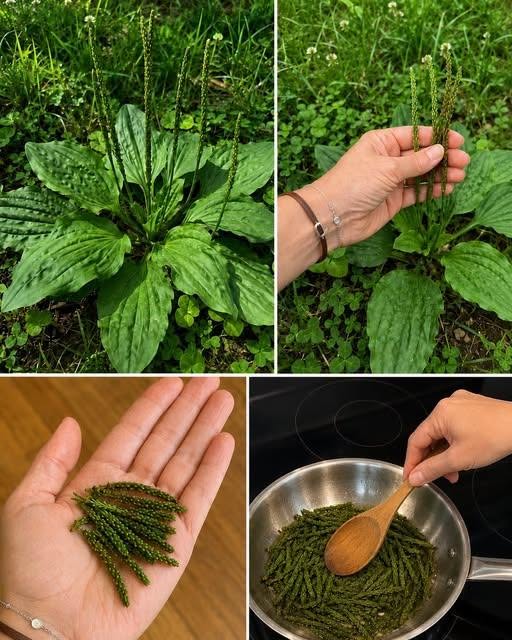 10 Beneficii principale ale semințelor de Plantain