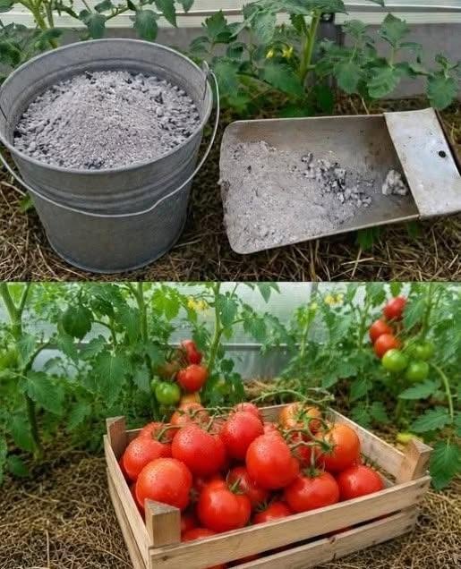 Trei fertilizări esențiale pentru roșii în luna iunie pentru fructe mari, dulci și gustoase