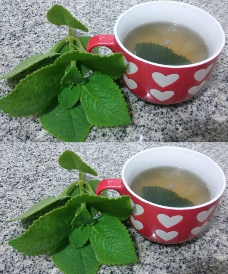 5 motive pentru care seniorii ar trebui să adauge oregano în dieta lor
