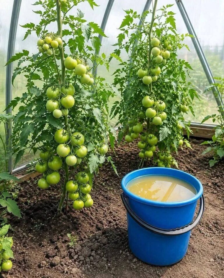 Rețeta bunicului pentru cultivarea roșiilor