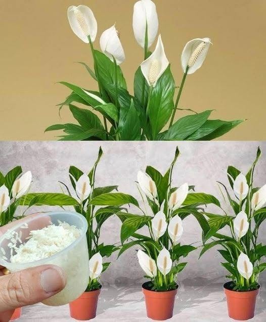Cum să folosești bicarbonatul pentru a favoriza înflorirea plantelor tale. Rețeta este în ◼C0MENTARII◼