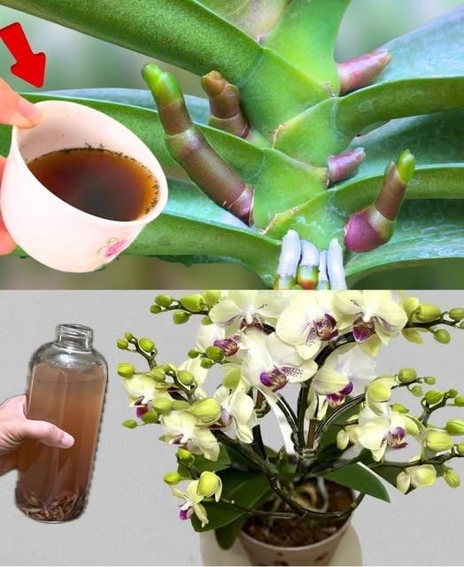 Orhidee Frumoasă și Bine Îngrijită: Secretul unui Ingredient Special. Rețeta este în