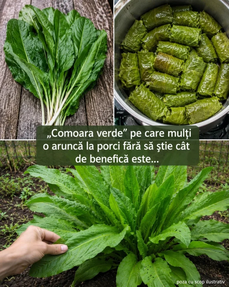 Ștevia, „comoara verde” pe care mulți o aruncă la porci fără să știe cât de benefică este