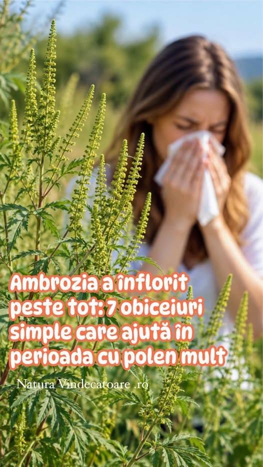 Ambrozia a înflorit peste tot: 7 obiceiuri simple care ajută în perioada cu polen mult