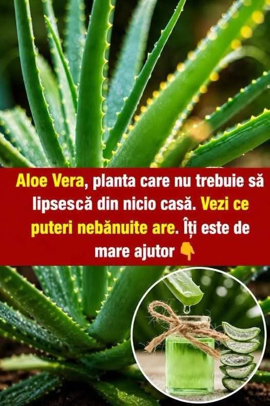Aloe vera, planta care nu ar trebui sa iti lipseasca din casa