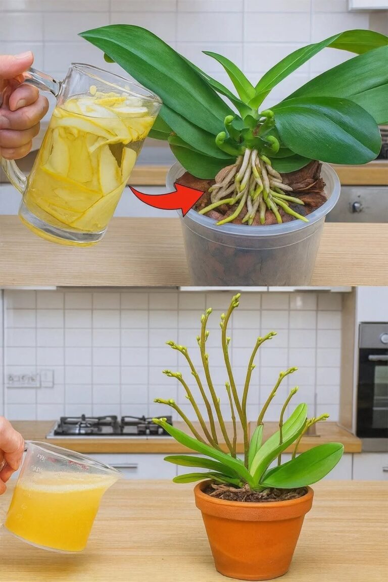 Orhideea a înflorit brusc de 5 ori mai mult. Îngrășământ complet natural. Recomandările se găsesc în primul comentariu.… Vezi mai mult
