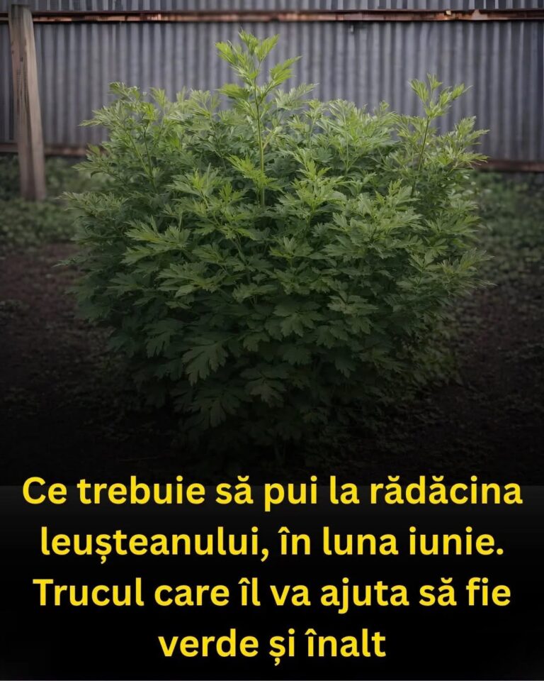 Ce sa pui la radacina leusteanului, in luna iunie. Trucul care il va ajuta sa fie verde si inalt