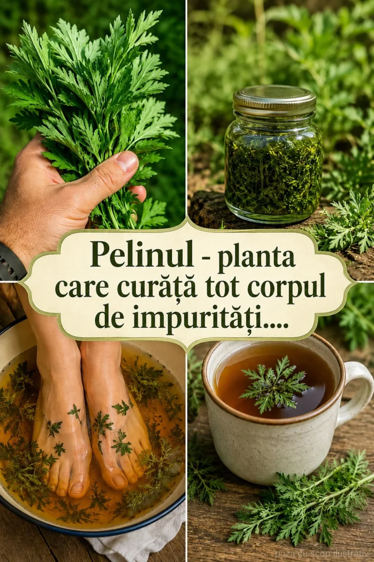 Pelinul — plantă amară cu folos tradițional pentru digestie, dar care trebuie folosită cu grijă