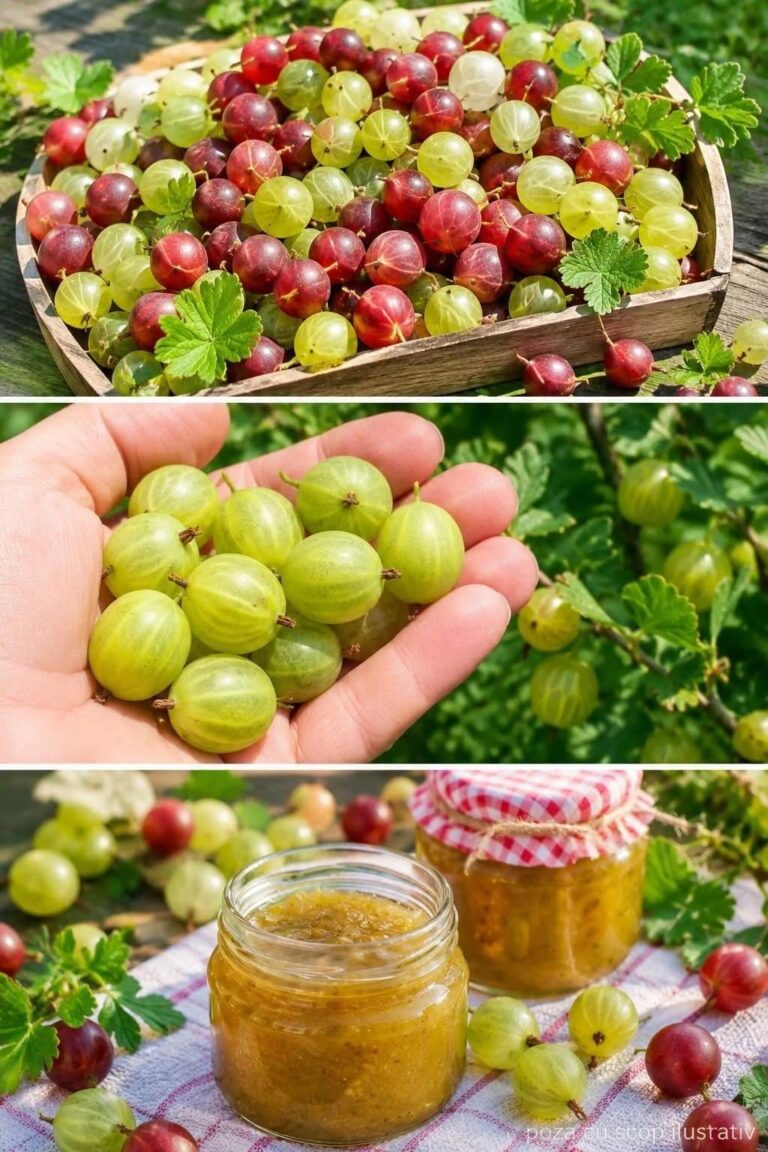 Agrișele – fructele acrișoare pline de vitamine. Beneficii, 
