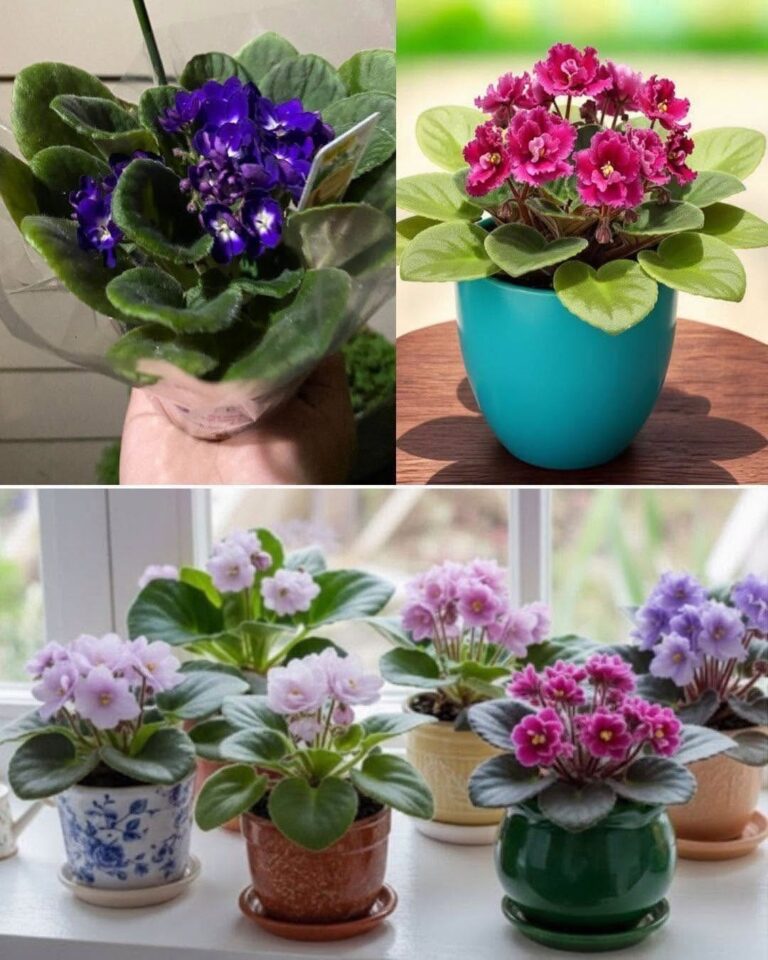 Violetele nu mai înfloresc? Cu aceste trucuri simple o aduci la viață în doar câteva săptămâni…