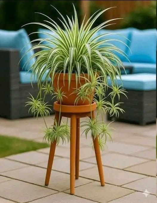 Fă-ți planta-păianjen să înflorească și să-ți parfumeze casa: Îngrijire de bază