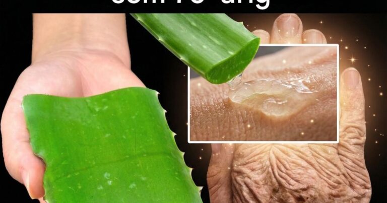 Aloe vera este o comoară a naturii, adesea numită „cel mai bun colagen pe bază de plante”