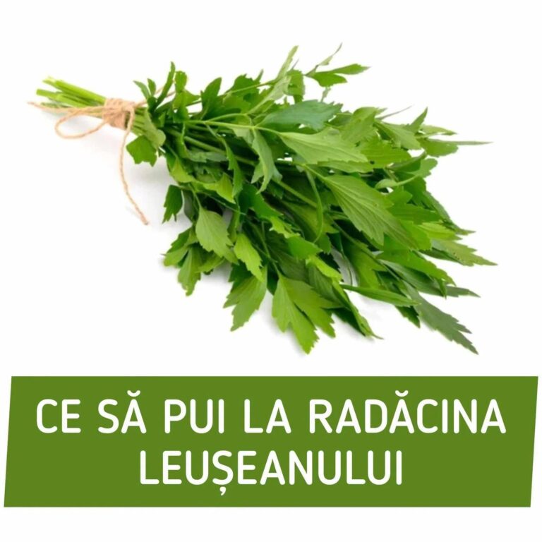 Ce să pui la rădăcina leușteanului din curte, în luna iunie, ca anul viitor să fie verde, înalt și bogat? Trucurile știute doar de bunicile noastre