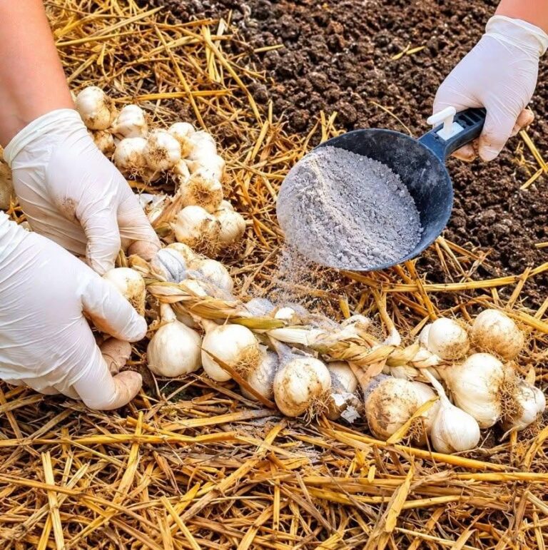Randamente DUBLE de usturoi: Asigurați-vă că îl adăugați în sol înainte de plantare! Citiți aici: