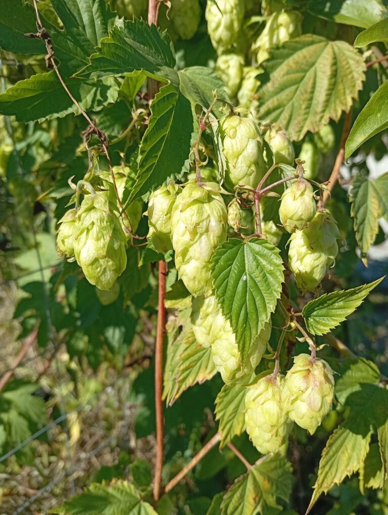 O comoară din natura verde! Descoperă conurile de hamei și beneficiile lor uimitoare pentru sănătate și relaxare!