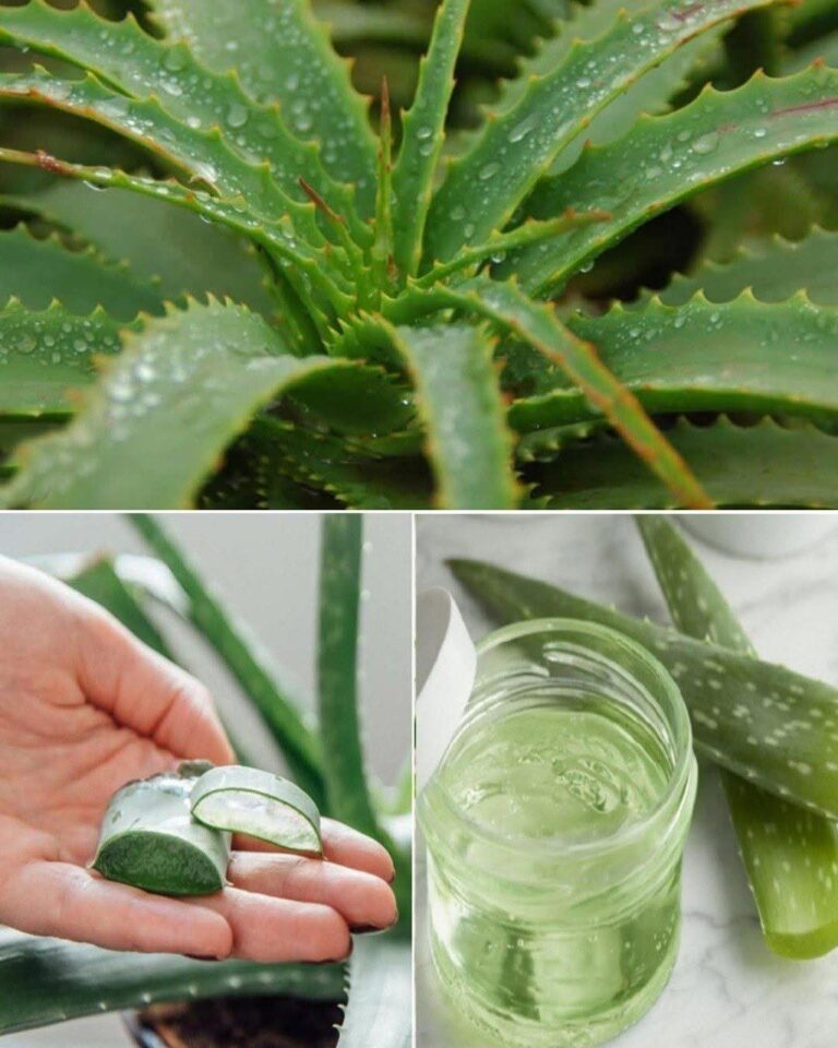 Aloe Vera: Beneficiile și Utilizările acestei Plante Minune